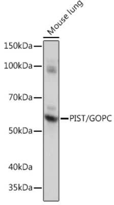 Western Blot: PIST Antibody (2B1P9) [NBP3-15280]
