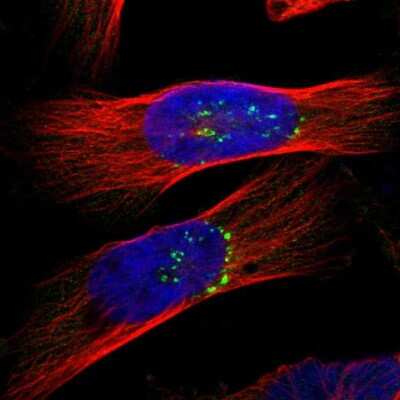 Immunocytochemistry/ Immunofluorescence: PIST Antibody [NBP1-88222]