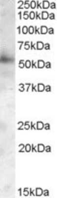 Western Blot: PIST Antibody [NB100-1375]