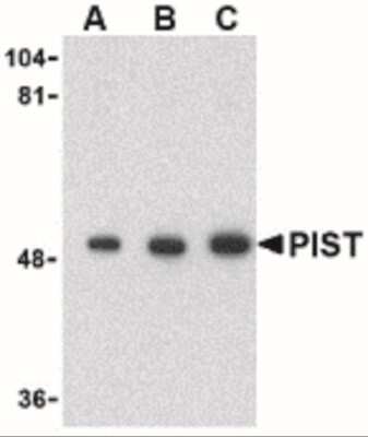 Western Blot: PIST AntibodyBSA Free [NBP1-77242]