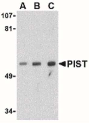 Western Blot: PIST AntibodyBSA Free [NBP1-77243]