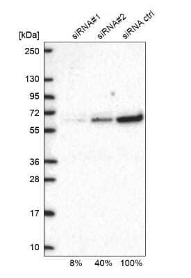 Western Blot: PIST Antibody [NBP1-88223]