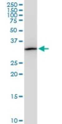 Western Blot: PITPN Antibody (4G10) [H00005306-M01]
