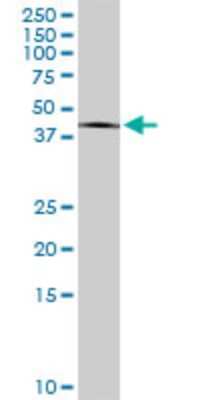 Western Blot: PITPNB Antibody (3D3) [H00023760-M05]