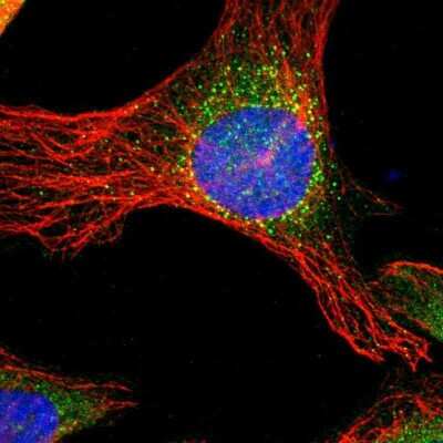 Immunocytochemistry/ Immunofluorescence: PITPNB Antibody [NBP1-86864]