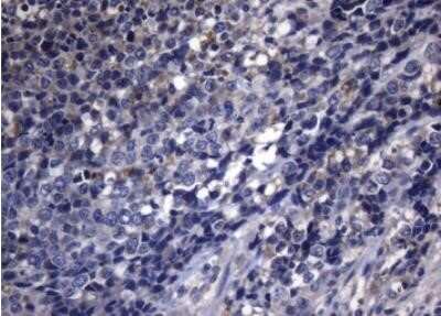 Immunohistochemistry: PITPNB Antibody (OTI6H10) - Azide and BSA Free [NBP2-73421]