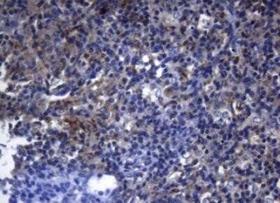 Immunohistochemistry: PITPNB Antibody (OTI6H10) - Azide and BSA Free [NBP2-73421]