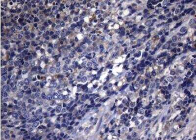 Immunohistochemistry-Paraffin: PITPNB Antibody (OTI6H10) [NBP2-46422]