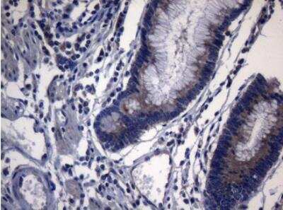 Immunohistochemistry-Paraffin: PITPNB Antibody (OTI6H10) [NBP2-46422]