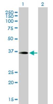 Western Blot: PITPNC1 Antibody [H00026207-B01P]