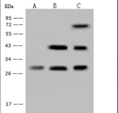 Western Blot: PITPNC1 Antibody [NBP2-97834]