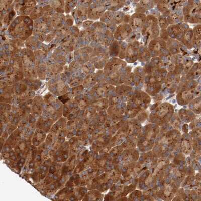 Immunohistochemistry-Paraffin: PITPNM2 Antibody [NBP1-80994]