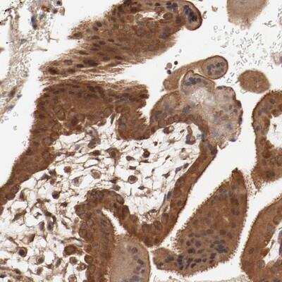 Immunohistochemistry-Paraffin: PITPNM2 Antibody [NBP1-80995]