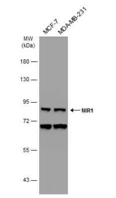 Western Blot: PITPNM3 Antibody [NBP1-31070]