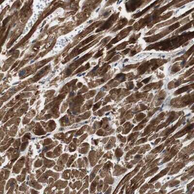 Immunohistochemistry-Paraffin: PITRM1 Antibody [NBP1-81729]