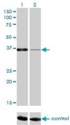Western Blot: PITX1 Antibody (5G4) [H00005307-M01]