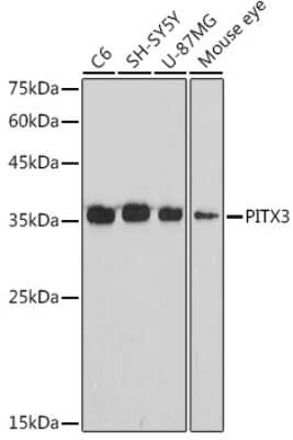 Western Blot: PITX3 Antibody (3P4U8) [NBP3-15674]