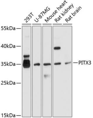 Western Blot: PITX3 AntibodyBSA Free [NBP2-94198]