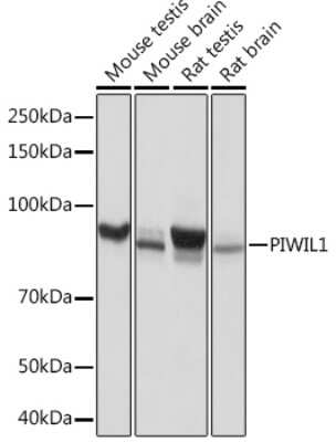 Western Blot: PIWIL1/HIWI Antibody (0H5A4) [NBP3-16200]