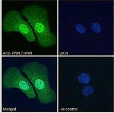 Immunocytochemistry/ Immunofluorescence: PIWIL1/HIWI Antibody [NBP1-06062]