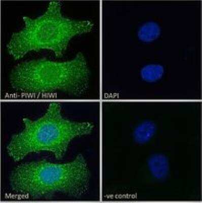 Immunocytochemistry/ Immunofluorescence: PIWIL1/HIWI Antibody [NBP1-06062]