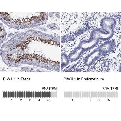 Immunocytochemistry/ Immunofluorescence: PIWIL1/HIWI Antibody [NBP3-17007]