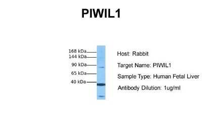 Western Blot: PIWIL1/HIWI Antibody [NBP1-54796]