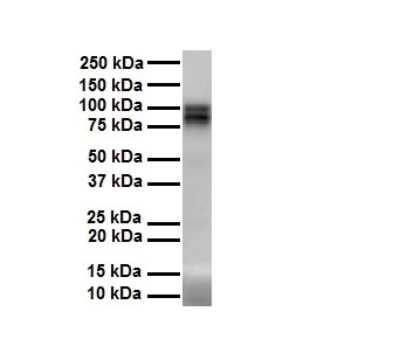 Western Blot: PIWIL1/HIWI Antibody [NBP1-55299]