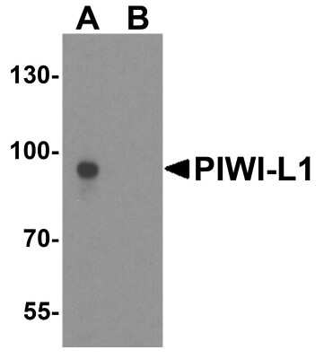 Western Blot: PIWIL1/HIWI AntibodyBSA Free [NBP1-76489]