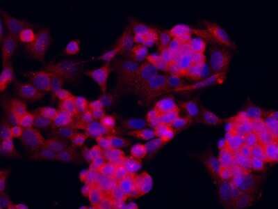 Immunocytochemistry/ Immunofluorescence: PIWIL2 Antibody [NBP2-98711]