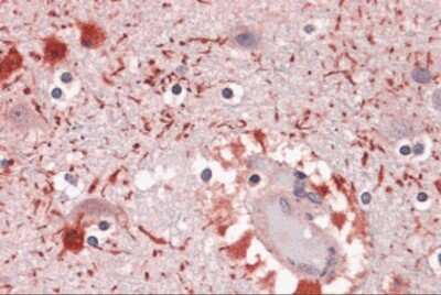 Immunohistochemistry-Paraffin: PIWIL2 Antibody - BSA Free [NBP2-41126]