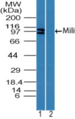 Western Blot: PIWIL2 Antibody [NBP2-24590]