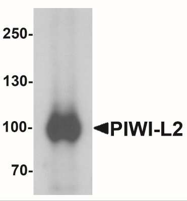 Western Blot: PIWIL2 AntibodyBSA Free [NBP2-41143]