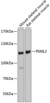 Western Blot: PIWIL2 AntibodyBSA Free [NBP2-93688]