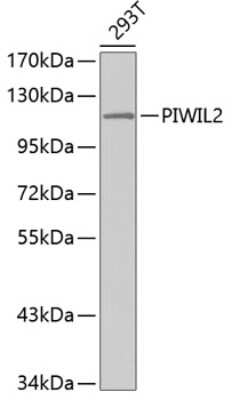 Western Blot: PIWIL2 AntibodyBSA Free [NBP3-04219]