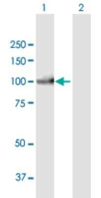 Western Blot: PIWIL3 Antibody [H00440822-B01P]