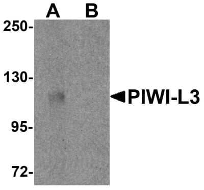 Western Blot: PIWIL3 AntibodyBSA Free [NBP1-76490]