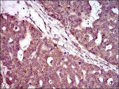 Immunohistochemistry: PIWIL4 Antibody (10G9B11) - BSA Free [NBP2-37398]