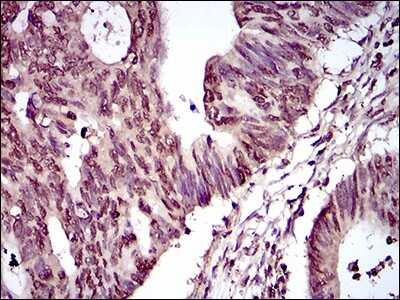 Immunohistochemistry: PIWIL4 Antibody (10G9B11) - BSA Free [NBP2-37398]