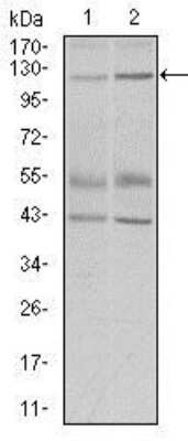 Western Blot: PIWIL4 Antibody (10G9B11)BSA Free [NBP2-37398]