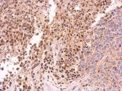 Immunohistochemistry-Paraffin: PIWIL4 Antibody [NBP2-19845]