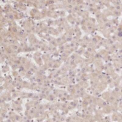 Immunohistochemistry-Paraffin: PIWIL4 Antibody [NBP2-49258]