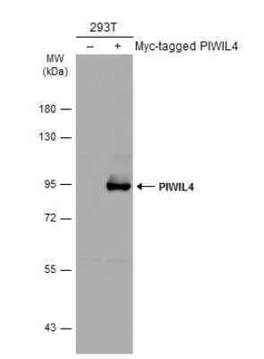 Western Blot: PIWIL4 Antibody [NBP2-19845]