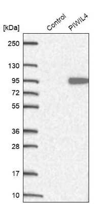 Western Blot: PIWIL4 Antibody [NBP2-49258]