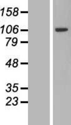 Western Blot: PJA2/Praja2 Overexpression Lysate [NBL1-14454]