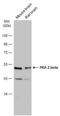 Western Blot: PKA 2 beta Antibody [NBP1-33773]