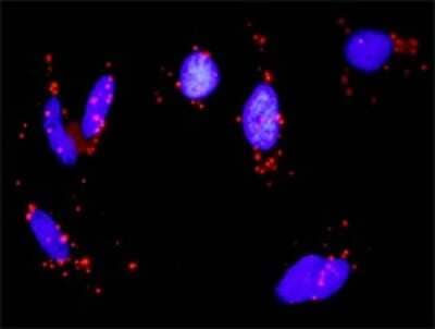 Proximity Ligation Assay: PKA C alpha Antibody (1D7) [H00005566-M02]