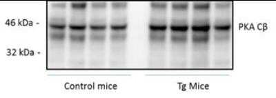 Western Blot: PKA C beta Antibody [NBP1-55008]