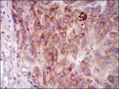 Immunohistochemistry-Paraffin: PKA C-gamma Antibody (2E4) - BSA Free [NBP2-37487]