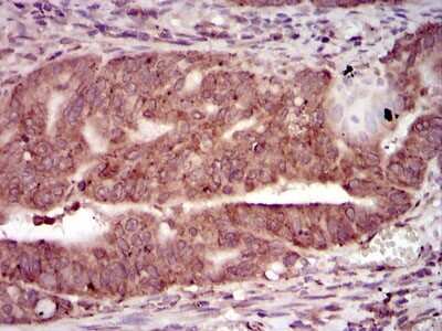 Immunohistochemistry-Paraffin: PKA C-gamma Antibody (2E4) - BSA Free [NBP2-37487]
